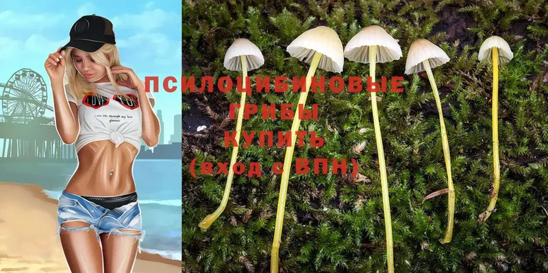 Псилоцибиновые грибы Psilocybe  даркнет сайт  Новопавловск 